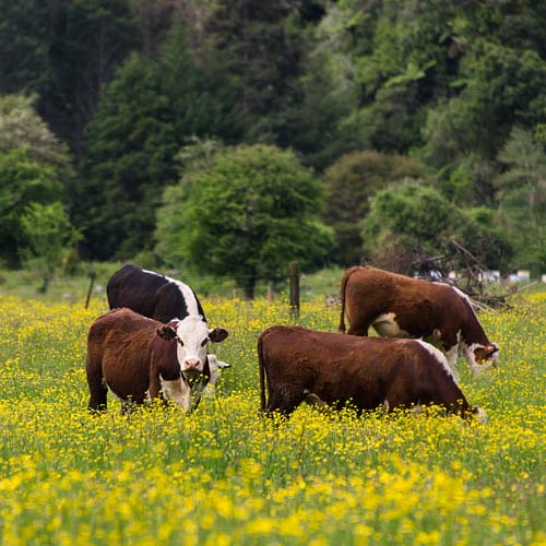 Happy cows at Rainbow Community farm